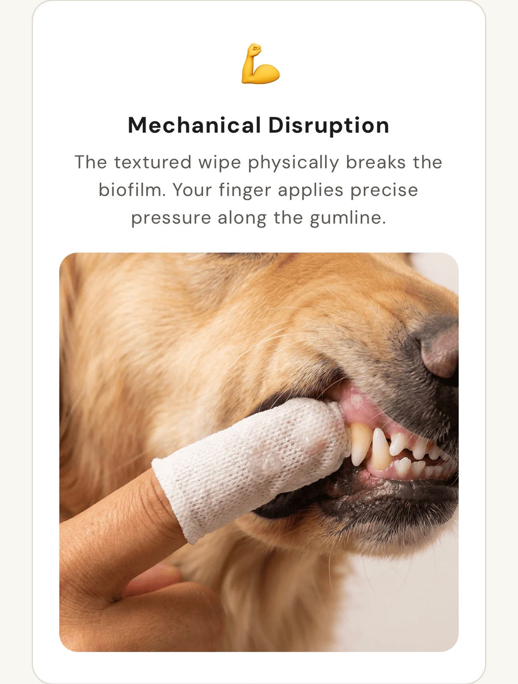 Pet Ear & Teeth Cleaning Wipes Kit – Gentle Grooming & Ear Mite Removal
