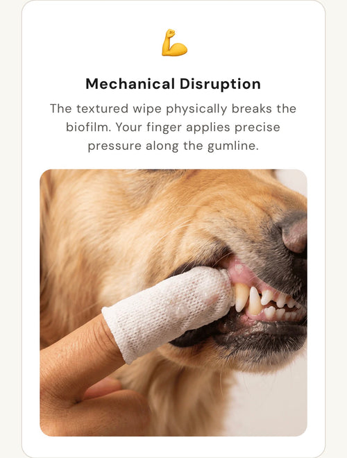 Pet Ear & Teeth Cleaning Wipes Kit – Gentle Grooming & Ear Mite Removal