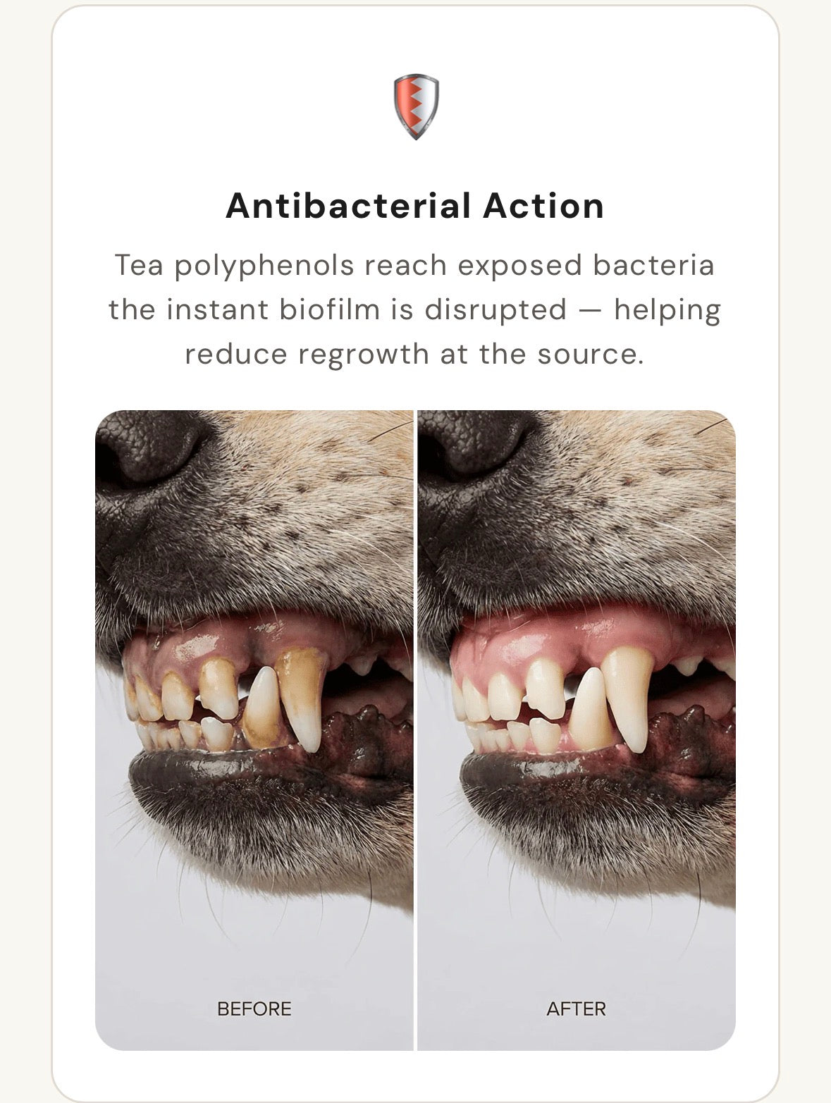 Pet Ear & Teeth Cleaning Wipes Kit – Gentle Grooming & Ear Mite Removal